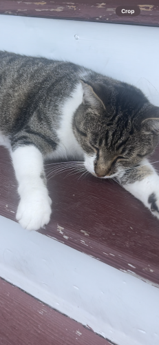 Lost Male Cat last seen St. Lawrence st , Sayville, NY 11782