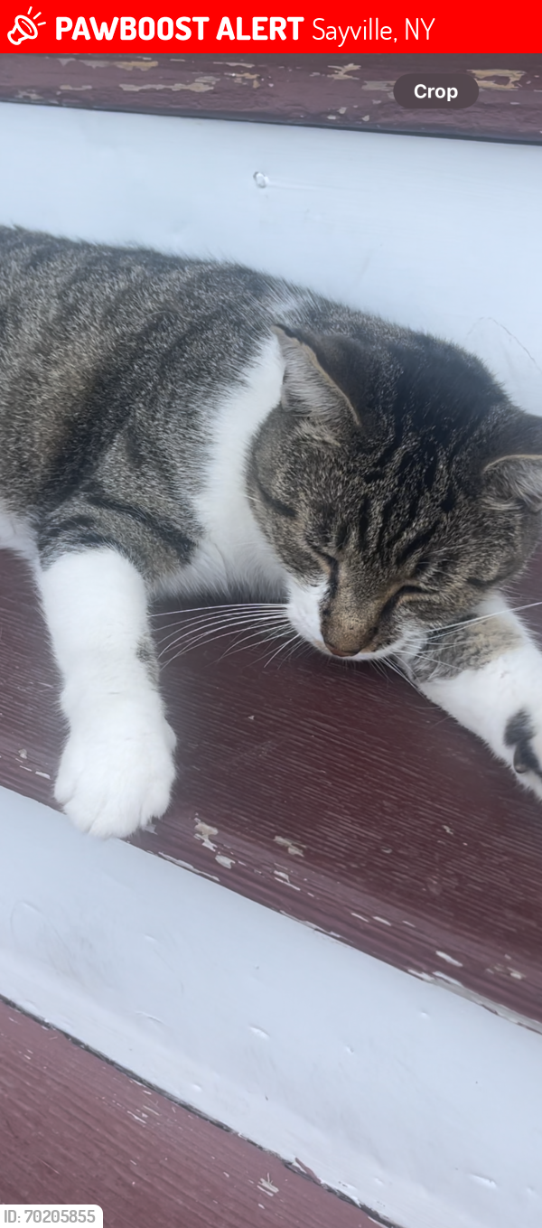 Lost Male Cat last seen St. Lawrence st , Sayville, NY 11782