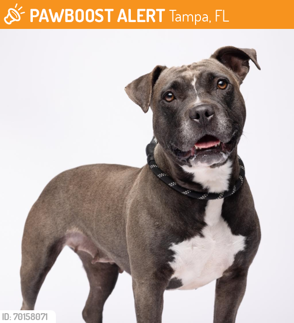 Shelter Stray Female Dog last seen , Tampa, FL 33607