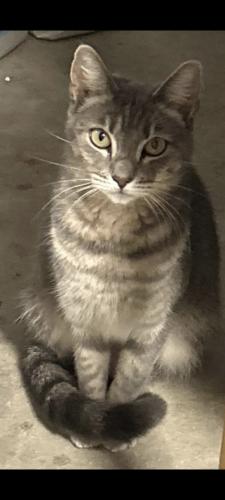 Lost Female Cat last seen West of Seminole Prat & Cornwall , Loxahatchee, FL 33470