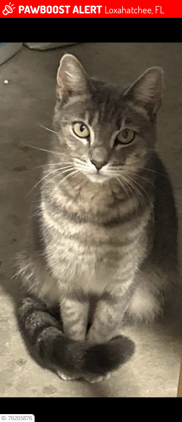 Lost Female Cat last seen West of Seminole Prat & Cornwall , Loxahatchee, FL 33470