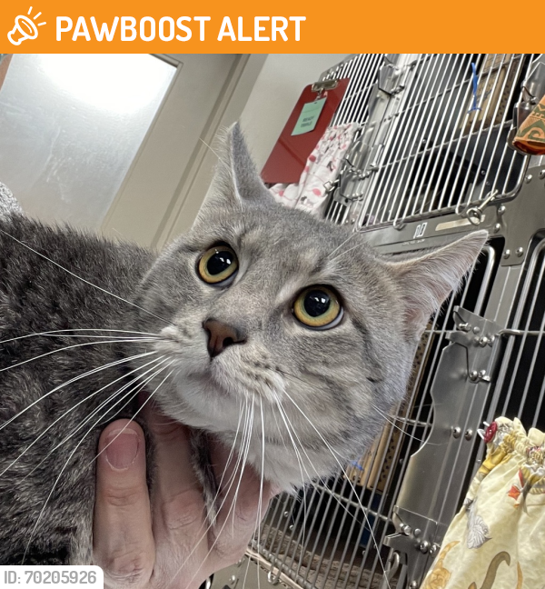 Shelter Stray Male Cat last seen N Interstate Ave / N Fenwick Ave, PORTLAND, OR, 97217, Troutdale, OR 97060