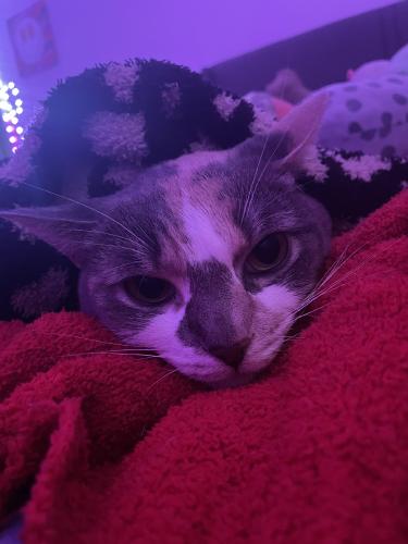 Lost Female Cat last seen There is none, Fort Lauderdale, FL 33304