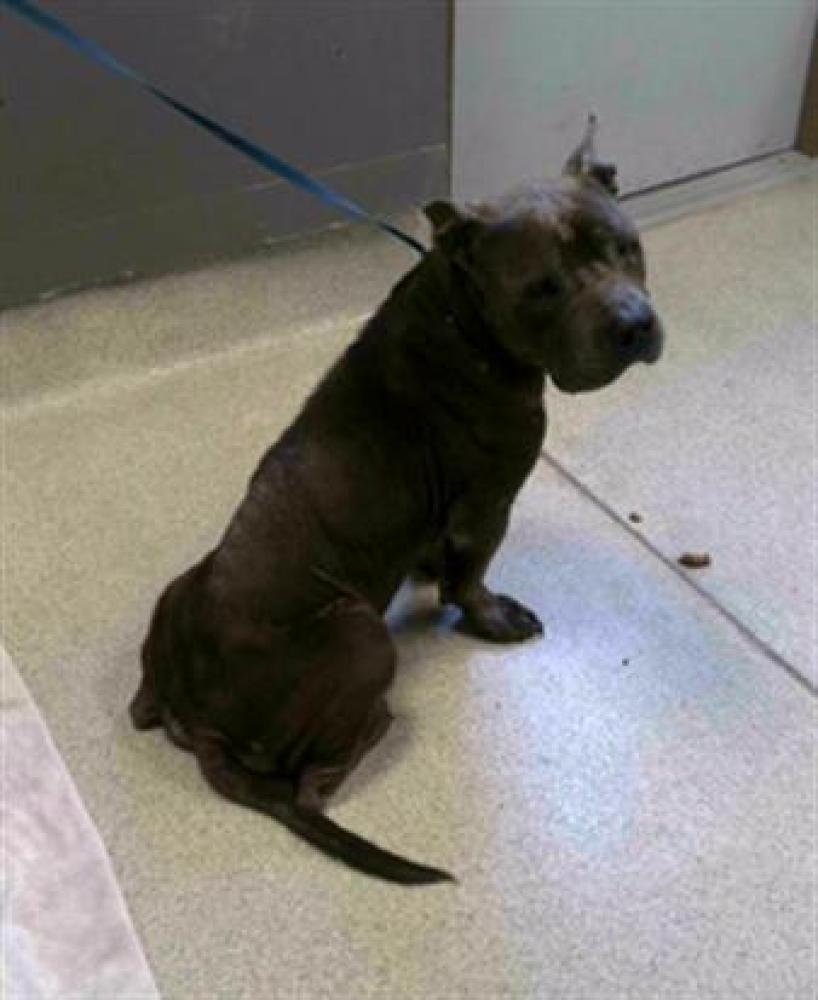 Shelter Stray Male Dog last seen Near BLOCK BRIGADE DR, TALLAHASSEE FL 32305, Tallahassee, FL 32311