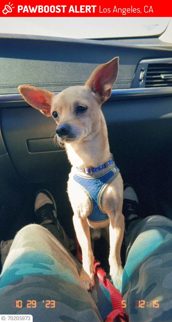 Lost Male Dog last seen Near and grape st, Los Angeles, CA 90059