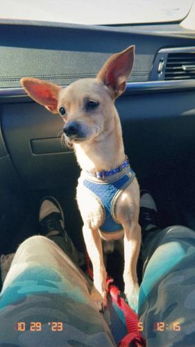 Lost Male Dog last seen Near and G st , Los Angeles, CA 90059