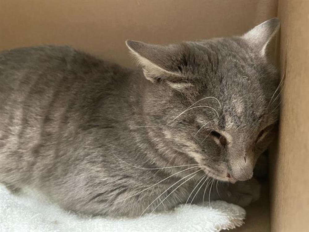 Shelter Stray Male Cat last seen Near BLOCK MOUNTAIN VIEW, Pasadena, CA 91105