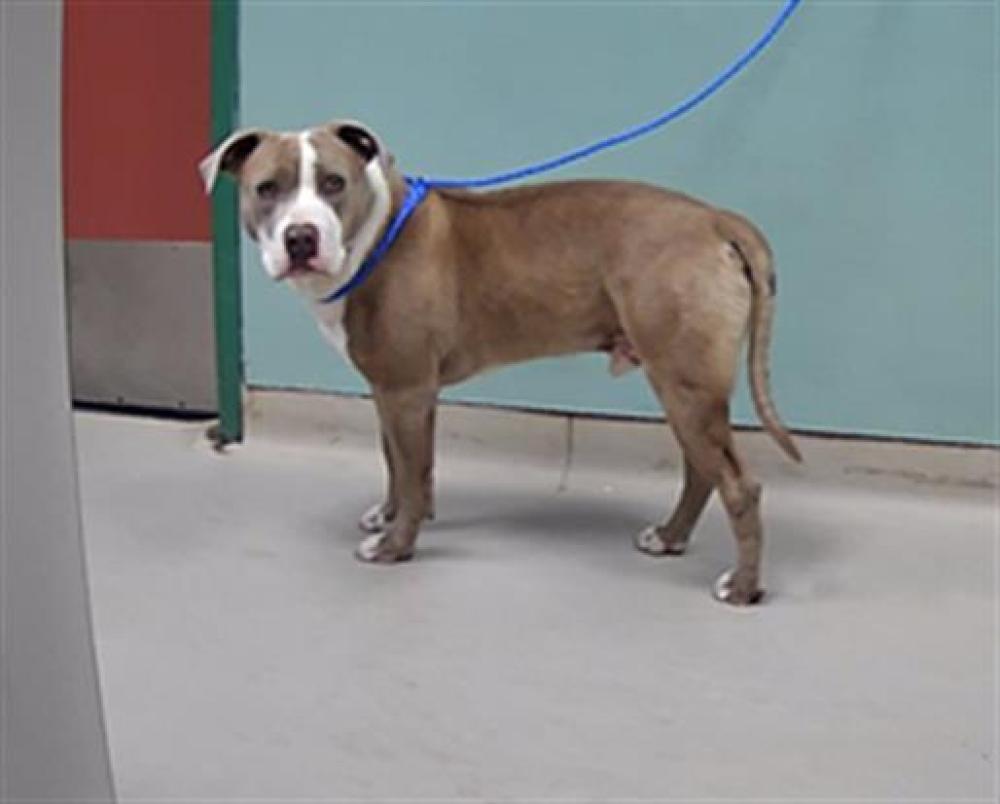 Shelter Stray Male Dog last seen Near MORRILL AVE, RENO NV 89512, Reno, NV 89502