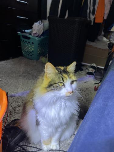 Lost Female Cat last seen Big rock rd and mission gorge rd, Santee, CA 92071