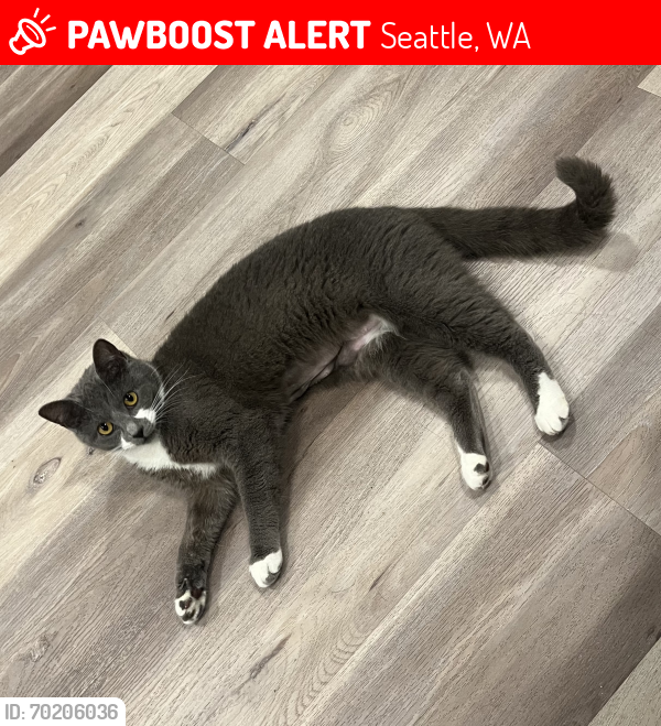 Lost Female Cat last seen 750-760 Discovery Park Boulevard, Seattle, WA 98199