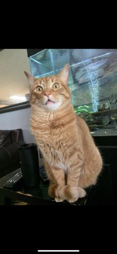 Lost Male Cat last seen Blue ridge way and mt vernon, Mount Repose, OH 45150