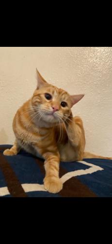 Lost Male Cat last seen Sunset mobile community , Las Vegas, NV 89115