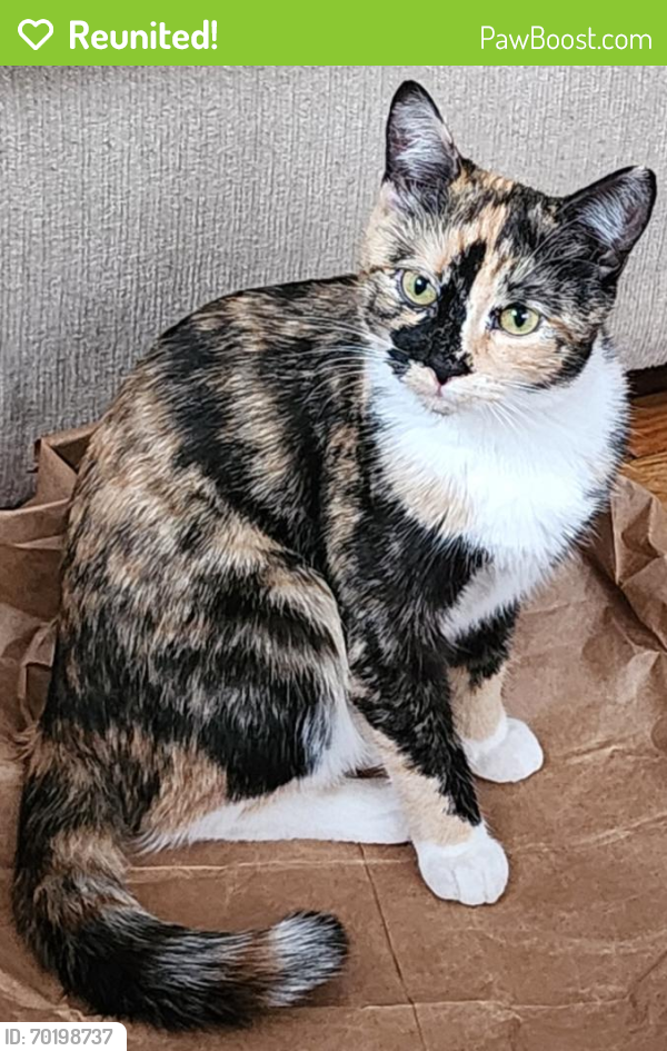 Reunited Female Cat last seen MAYFLOWER STREET , West Hartford, CT 06110