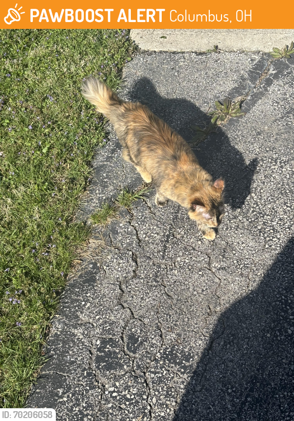 Found/Stray Female Cat last seen Mcdonalds, Columbus, OH 43205
