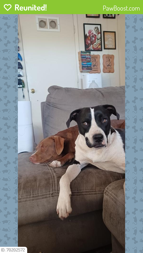 Reunited Male Dog last seen Southern Ave and Horne, Mesa, AZ 85204