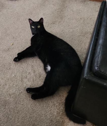 Lost Male Cat last seen E Mesa Dr and Yucca, Florence, AZ 85132