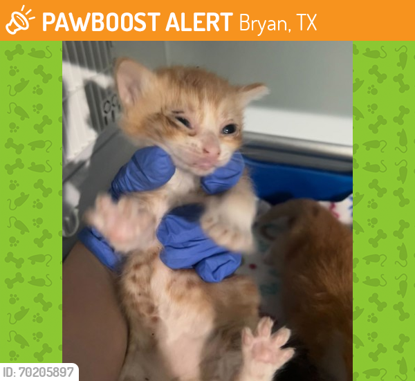 Shelter Stray Female Cat last seen Bryan, TX 77808, Bryan, TX 77807