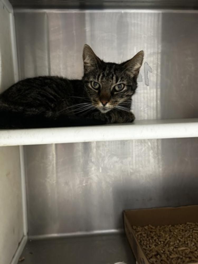 Shelter Stray Male Cat last seen Carroll County, GA 30108, Carrollton, GA 30117