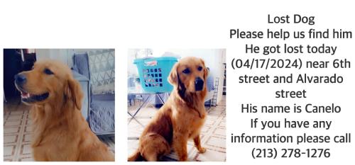 Lost Male Dog last seen McArthur Park , Los Angeles, CA 90057