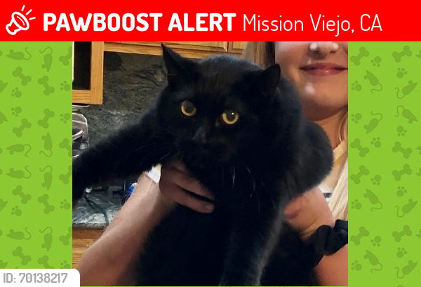 Lost Female Cat last seen Near villena mission viejo ca 92692, Mission Viejo, CA 92692