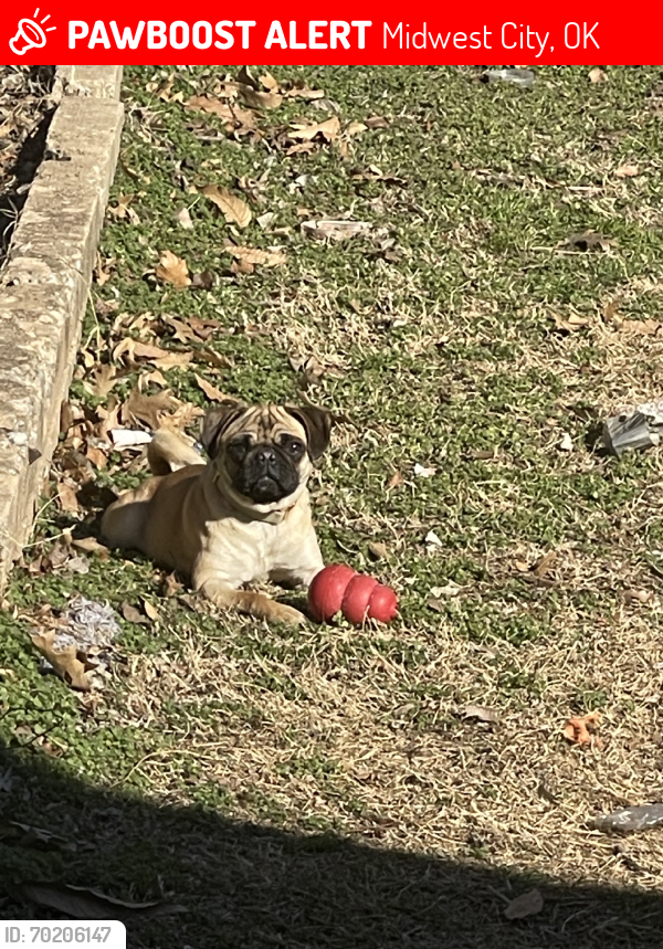 Midwest City OK Lost Female Dog Pickles Is Missing PawBoost