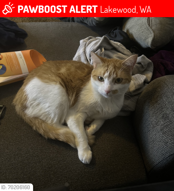 Lost Female Cat last seen Springbrook lane s, Lakewood, WA 98499