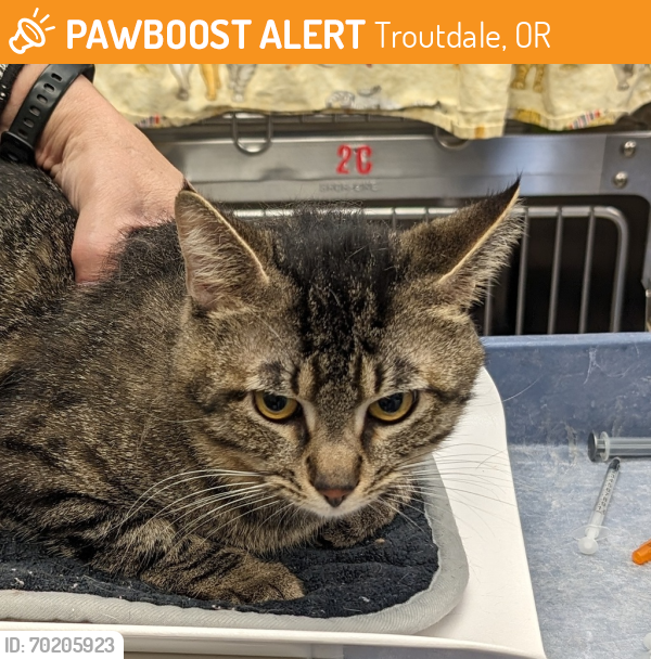 Shelter Stray Male Cat last seen N Interstate Ave / N Fenwick Ave, PORTLAND, OR, 97217, Troutdale, OR 97060