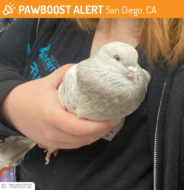Shelter Stray Male Bird last seen Near Sierra Circle, El Cajon, CA, 92020, San Diego, CA 92110