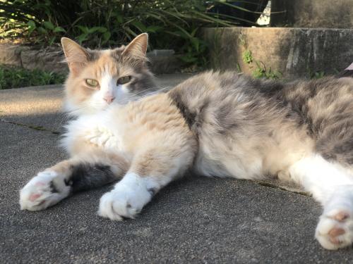 Lost Female Cat last seen 91st and Yale, Tulsa, OK 74137