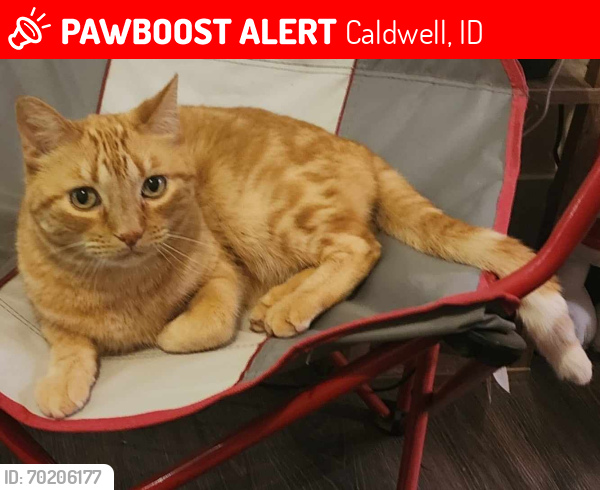 Lost Male Cat last seen Indiana & Moss, Caldwell, ID 83607