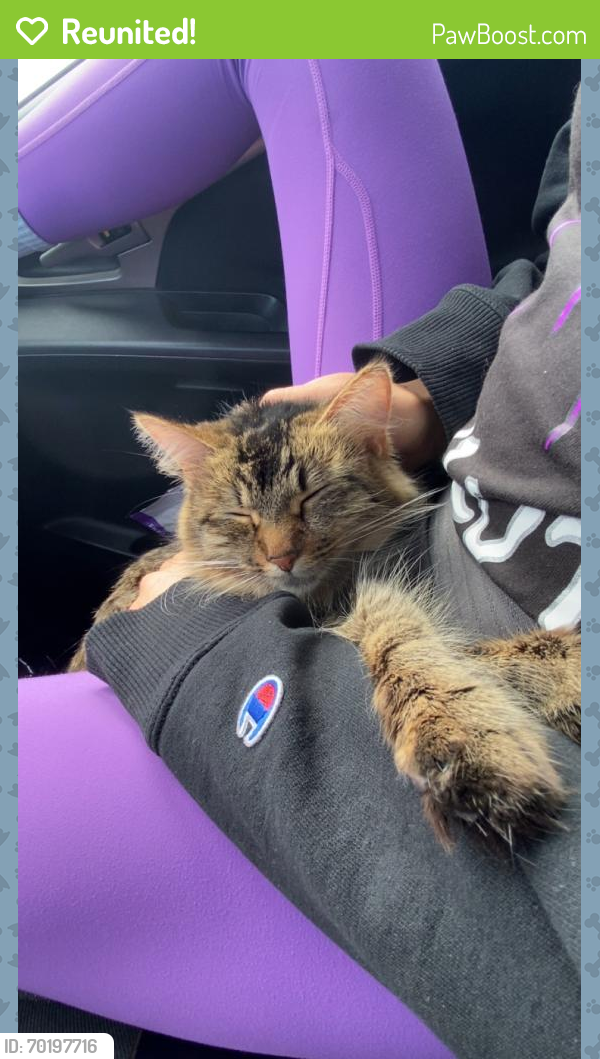 Reunited Female Cat last seen By Canes Dinkytown, Minneapolis, MN 55414
