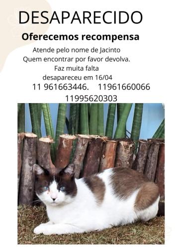 Lost Male Cat last seen City bussocaba, parque Chico mendes, Osasco , City Bussocaba, SP 06040-490