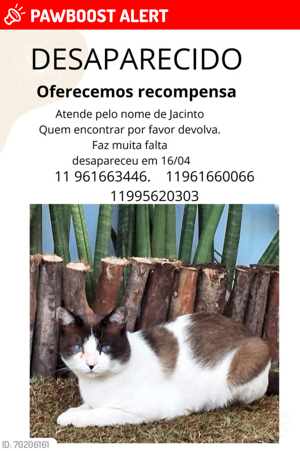 Lost Male Cat last seen City bussocaba, parque Chico mendes, Osasco , City Bussocaba, SP 06040-490