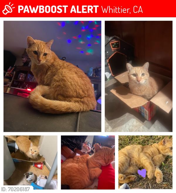Lost Female Cat last seen Calmada and Christine dr, Whittier, CA 90605