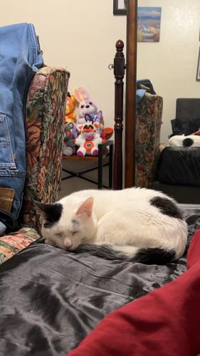 Lost Male Cat last seen Gilbert and Guadalupe, Gilbert, AZ 85234