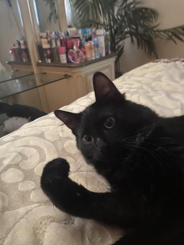 Lost Female Cat last seen 92nd St and Aberdeen, Chicago, IL 60620