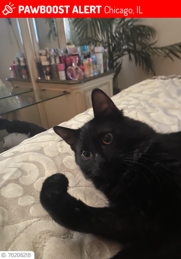Lost Female Cat last seen 92nd St and Aberdeen, Chicago, IL 60620