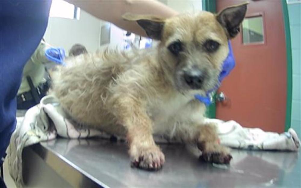 Shelter Stray Male Dog last seen Near MOUNT CHARLESTON ST, RENO NV 89506, Reno, NV 89502