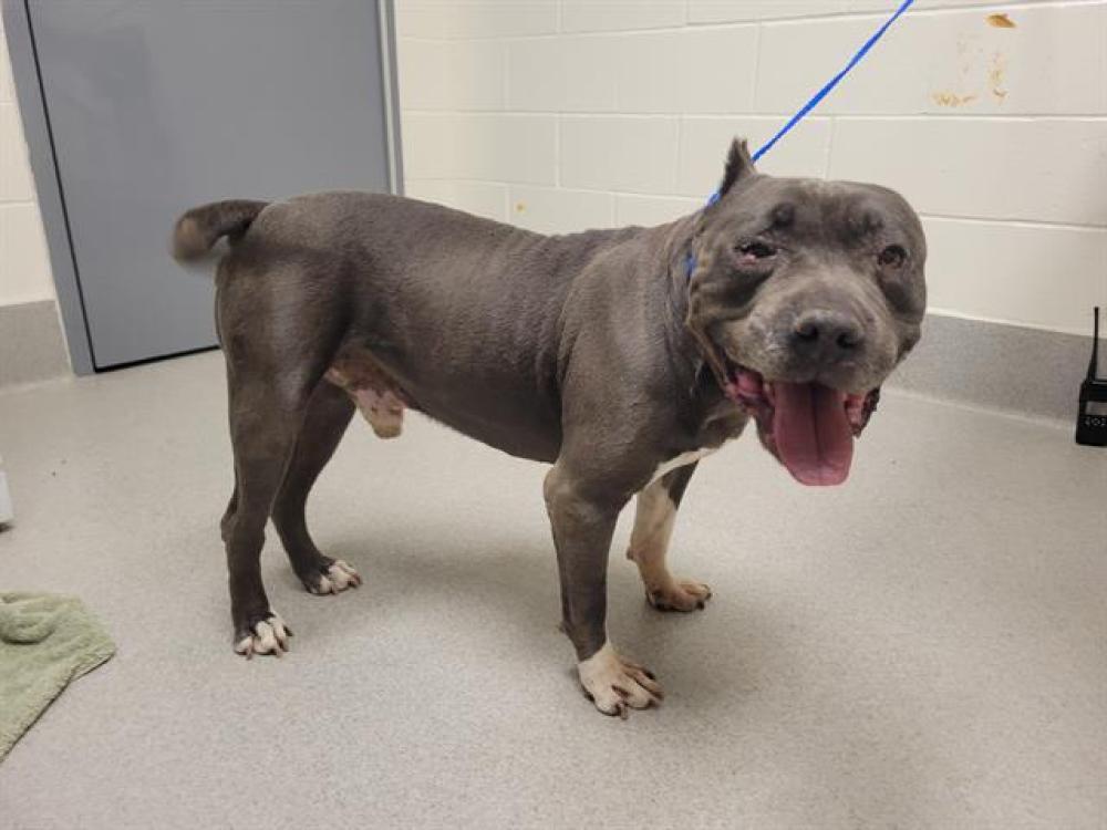 Shelter Stray Male Dog last seen MIDAS/GROVE, Auburn, CA 95603