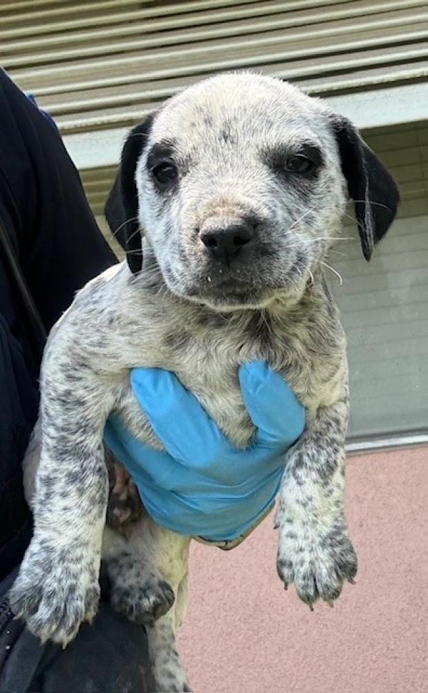 Shelter Stray Male Dog last seen Near BLK PEBBLE BEACH DR. BAKERSFIELD, CA, Bakersfield, CA 93307