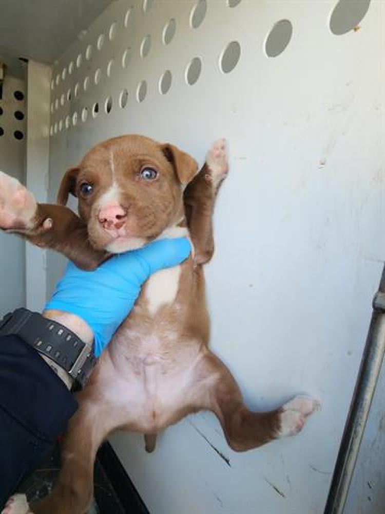 Shelter Stray Male Dog last seen GOLDEN STATE/ F ST, BAKERSFIELD,CA, Bakersfield, CA 93307