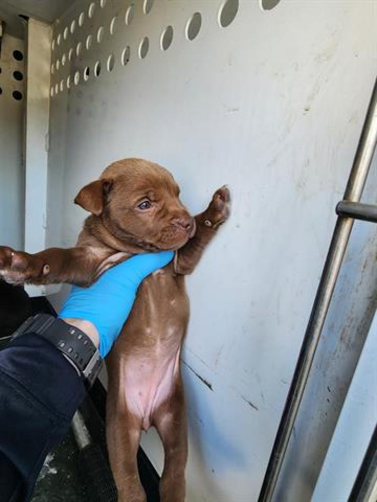 Shelter Stray Female Dog last seen GOLDEN STAE/ F ST, BAKERSFIELD,CA, Bakersfield, CA 93307