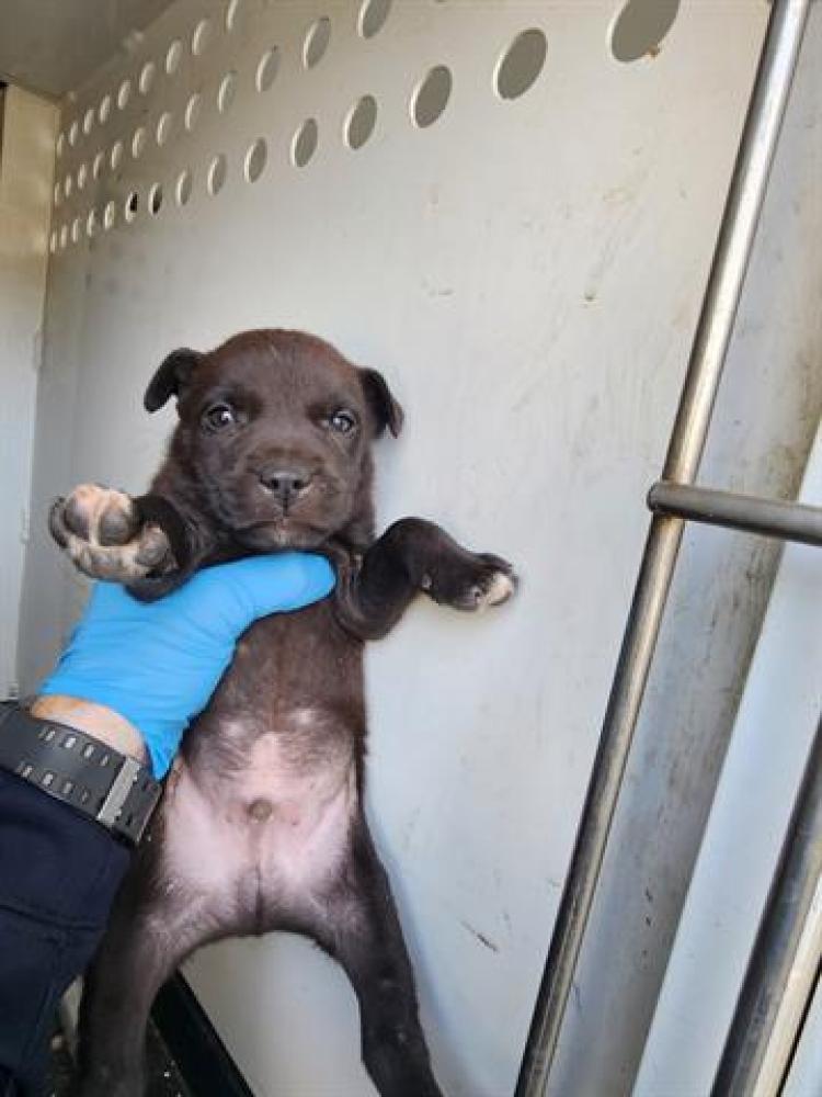Shelter Stray Male Dog last seen GOLDEN STAE/ F ST, BAKERSFIELD,CA, Bakersfield, CA 93307