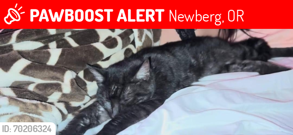 Lost Female Cat last seen Near Villa Rd Across from Church at 10:20 pm, Newberg, OR 97132