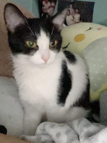 Lost Female Cat last seen Clarendon and cuyler , Chicago, IL 60613