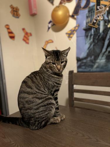 Lost Male Cat last seen Mountain View between Harbor and 5th, Santa Ana, CA 92703