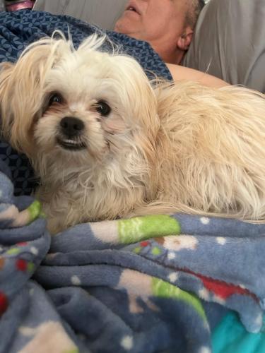 Lost Female Dog last seen 78th Ave and Bethny , Glendale, AZ 85345