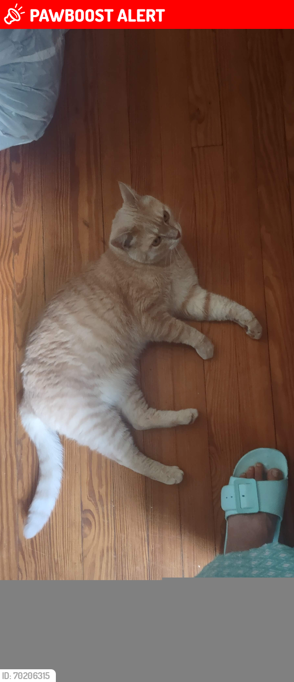Lost Male Cat last seen Near Taylor rd  Riverdale MD , Prince George's County, MD 20737