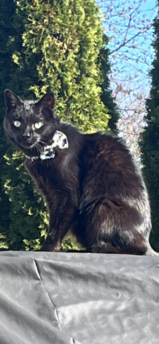 Lost Male Cat last seen Lincoln way , White Oak, PA 15131