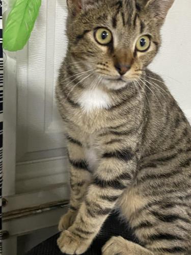 Lost Male Cat last seen Day street & mcvine ave, Los Angeles, CA 91040